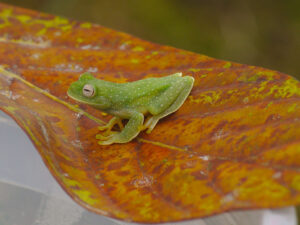 10 neue Arten von Amphibien und Reptilien in Ecuador
