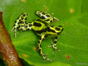 10 new species of amphibians and reptiles in Ecuador