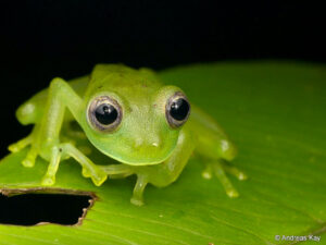 10 new species of amphibians and reptiles in Ecuador