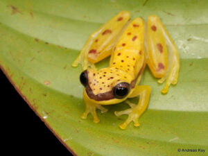 10 neue Arten von Amphibien und Reptilien in Ecuador