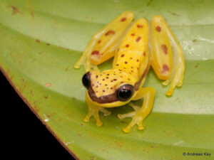 10 new species of amphibians and reptiles in Ecuador