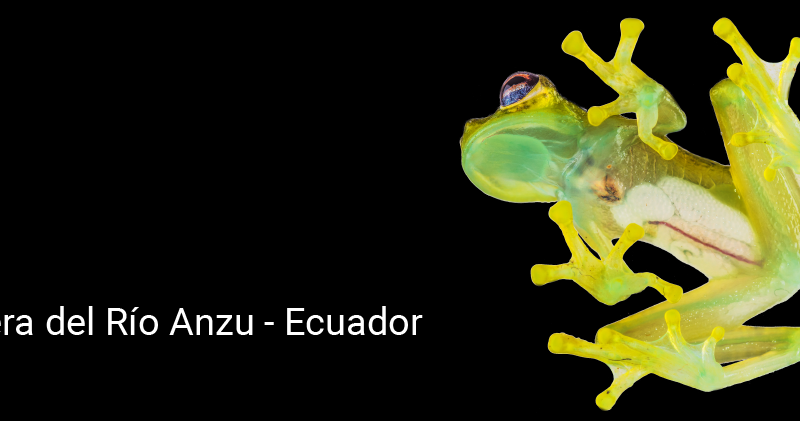Anfibios y Reptiles provenientes de Ecuador
