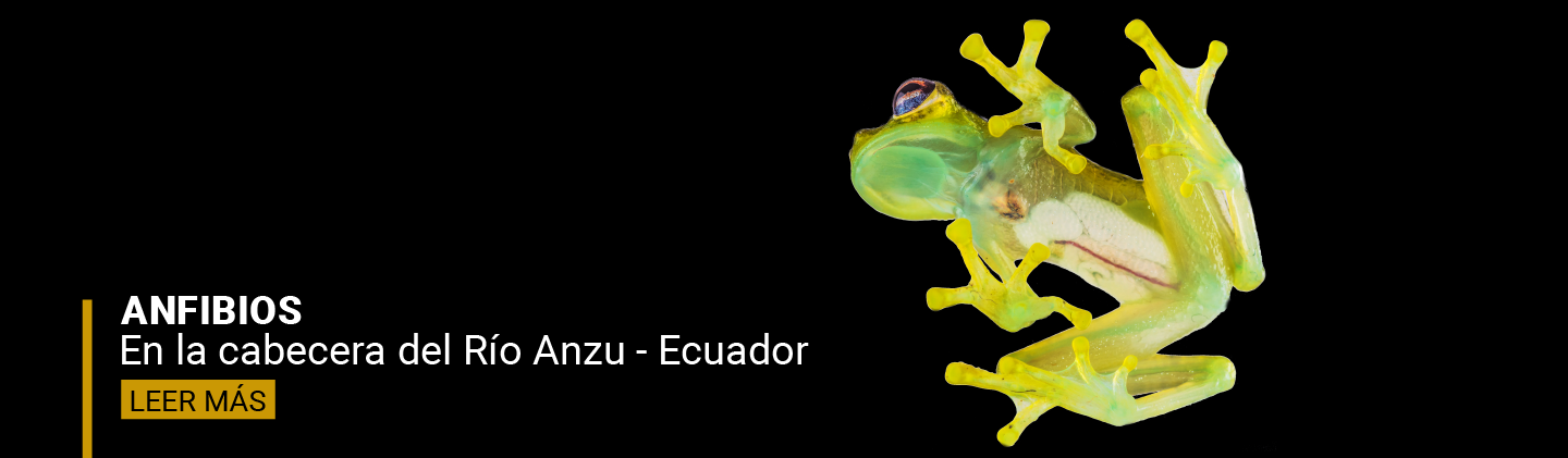 Anfibios y Reptiles provenientes de Ecuador